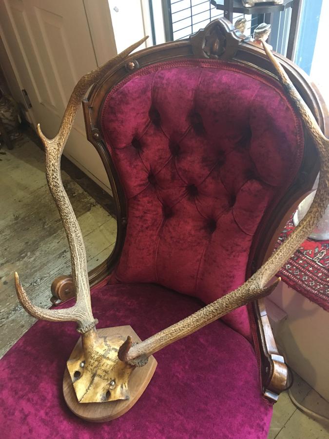 Victorian Taxidermy Red Deer Antlers With Inscription