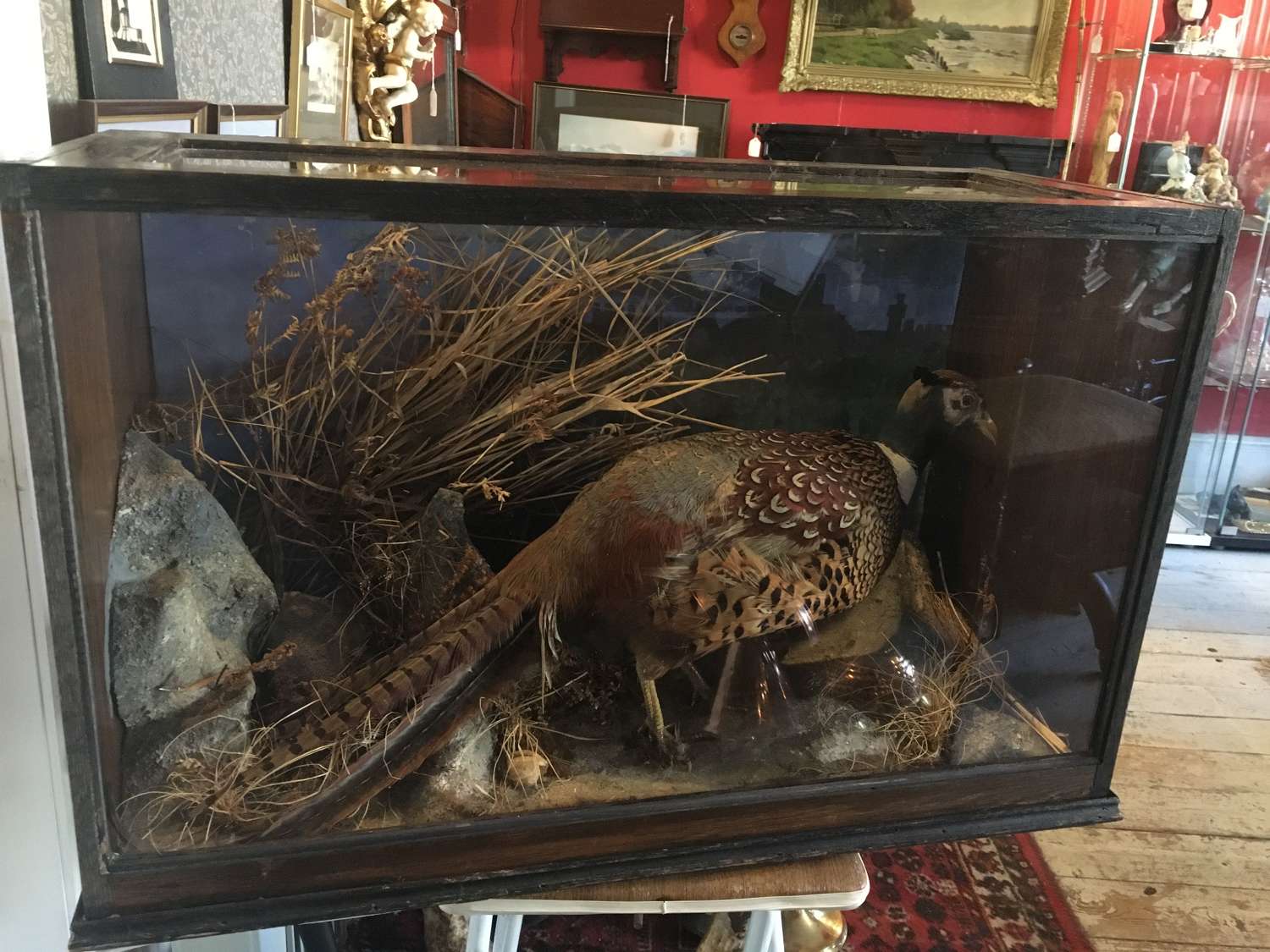 Cased Taxidermy Specimen Of A Male Pheasant
