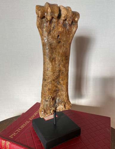 Ice Age Museum Mounted Bison Bone